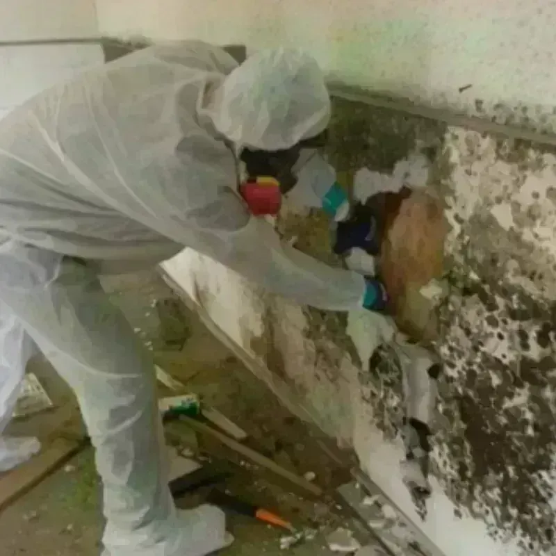 Mold Remediation and Removal in Hampshire County, MA